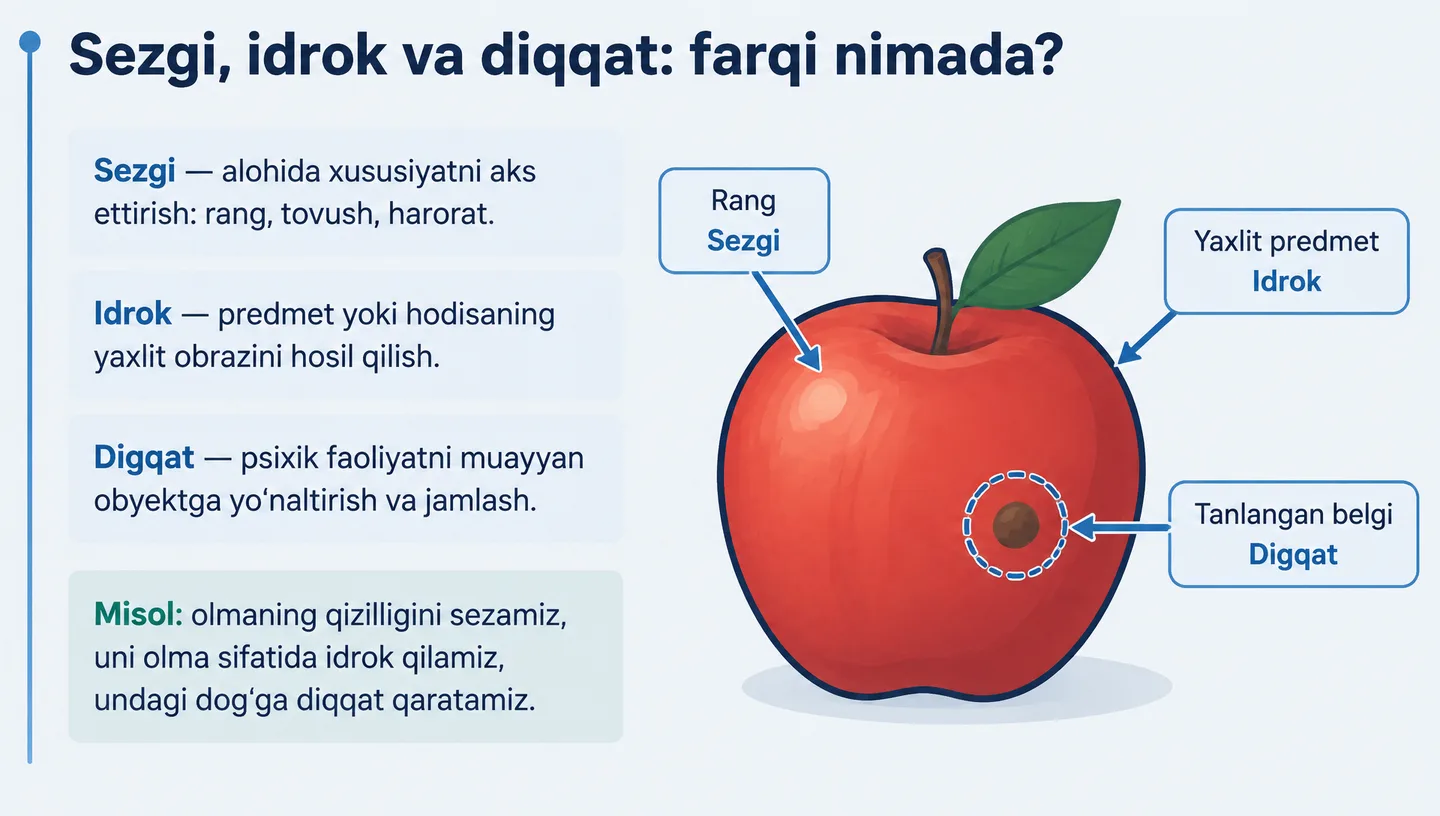 Sezgi, idrok va diqqat: farqi nimada?