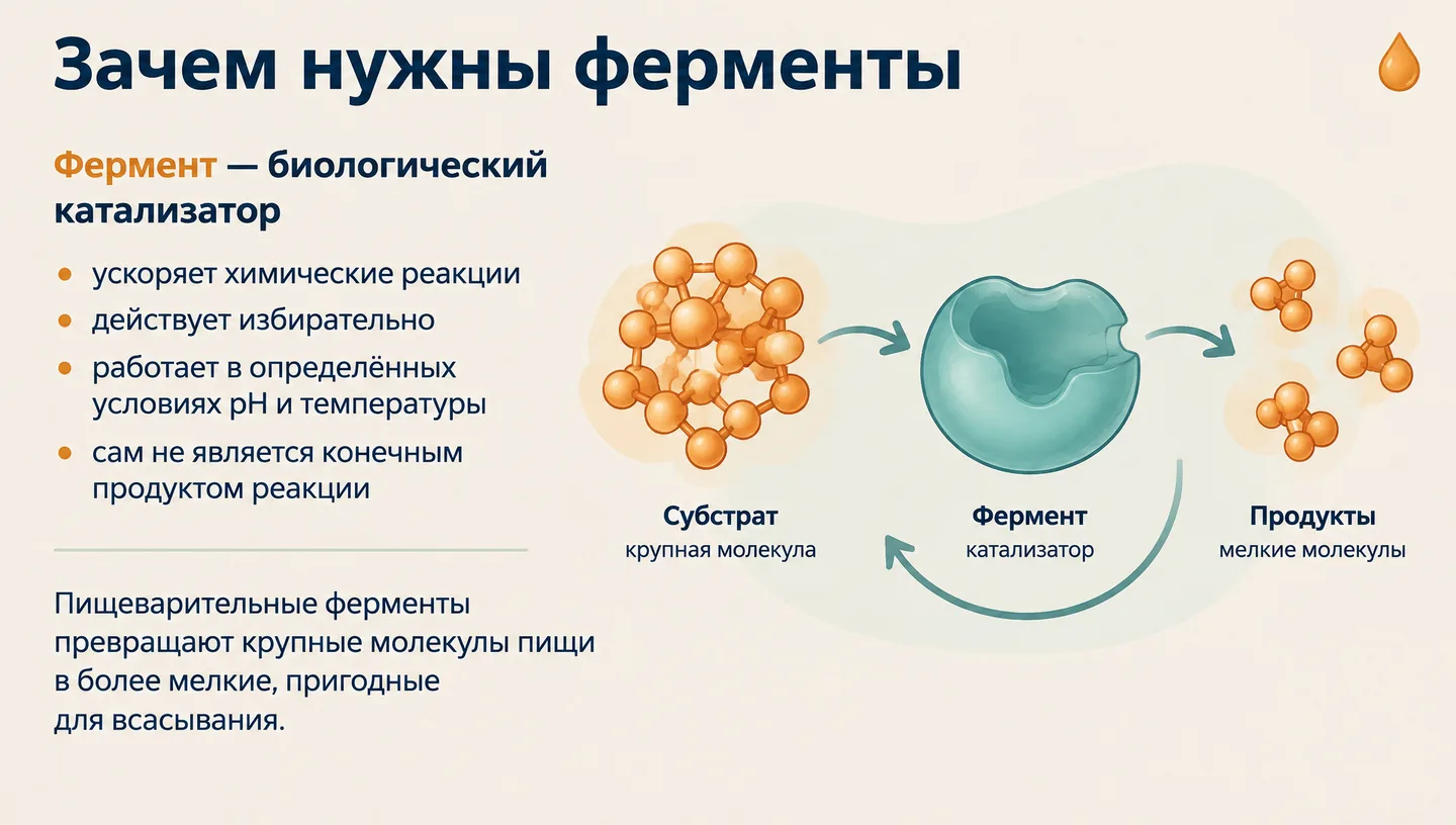 Зачем нужны ферменты
