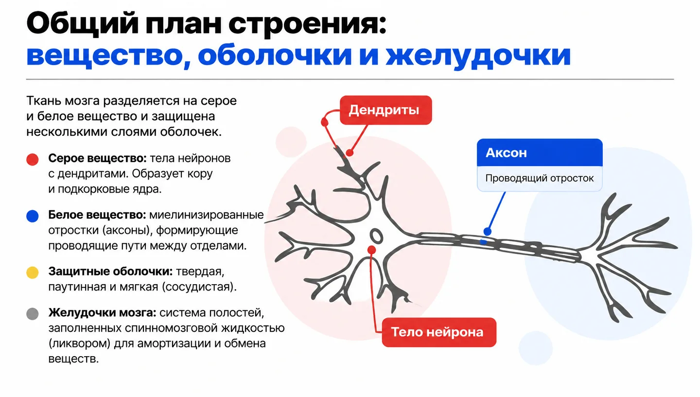 Общий план строения: вещество, оболочки и желудочки