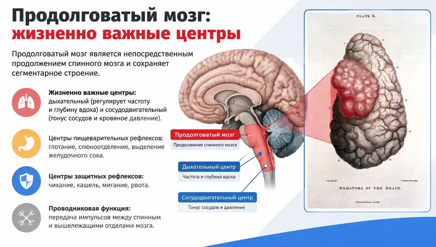 Продолговатый мозг: жизненно важные центры