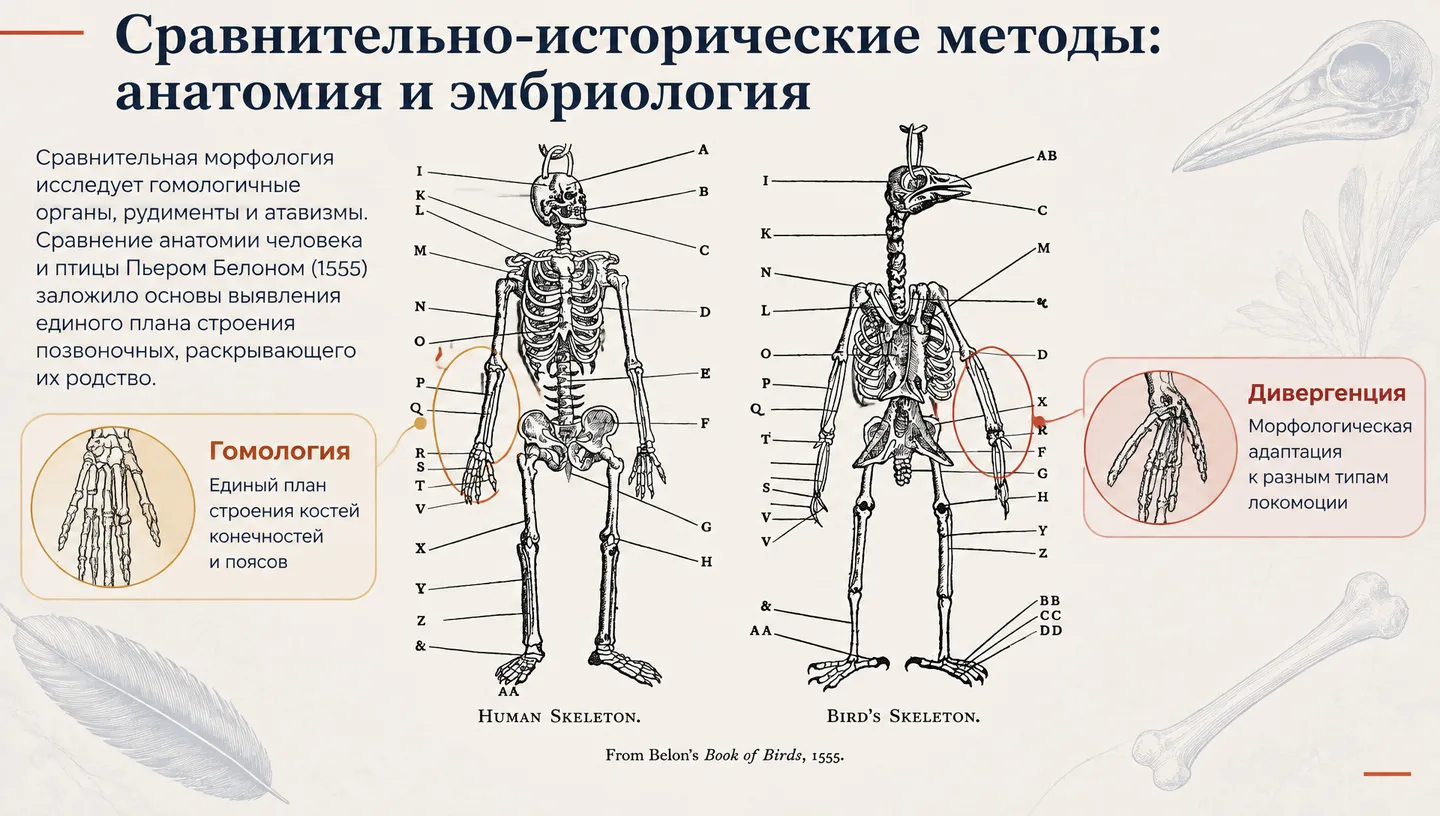Сравнительно-исторические методы: анатомия и эмбриология