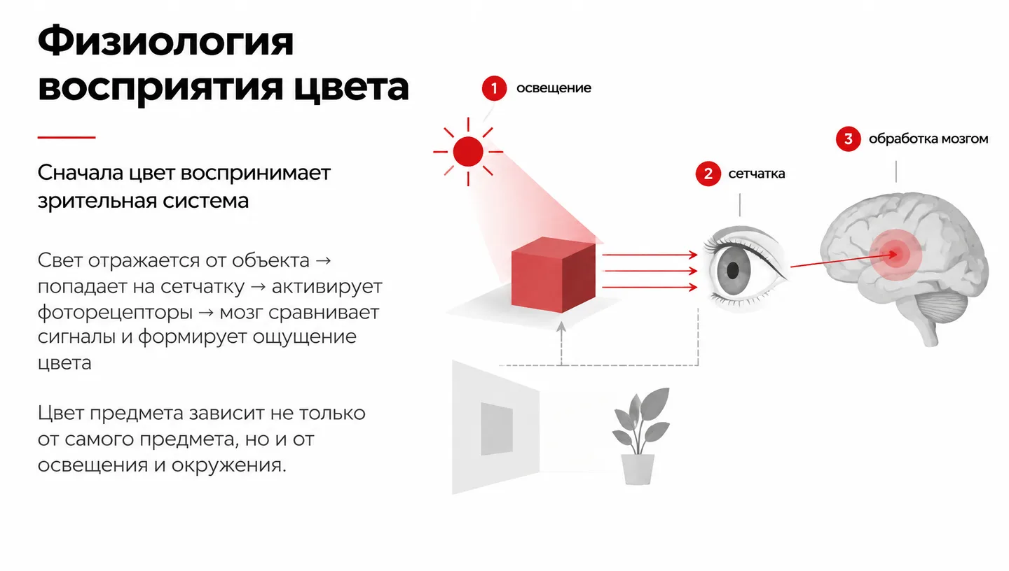 Физиология восприятия цвета