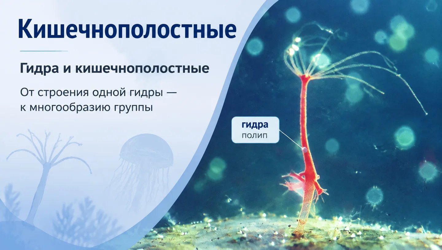 Первый слайд: Кишечнополостные
