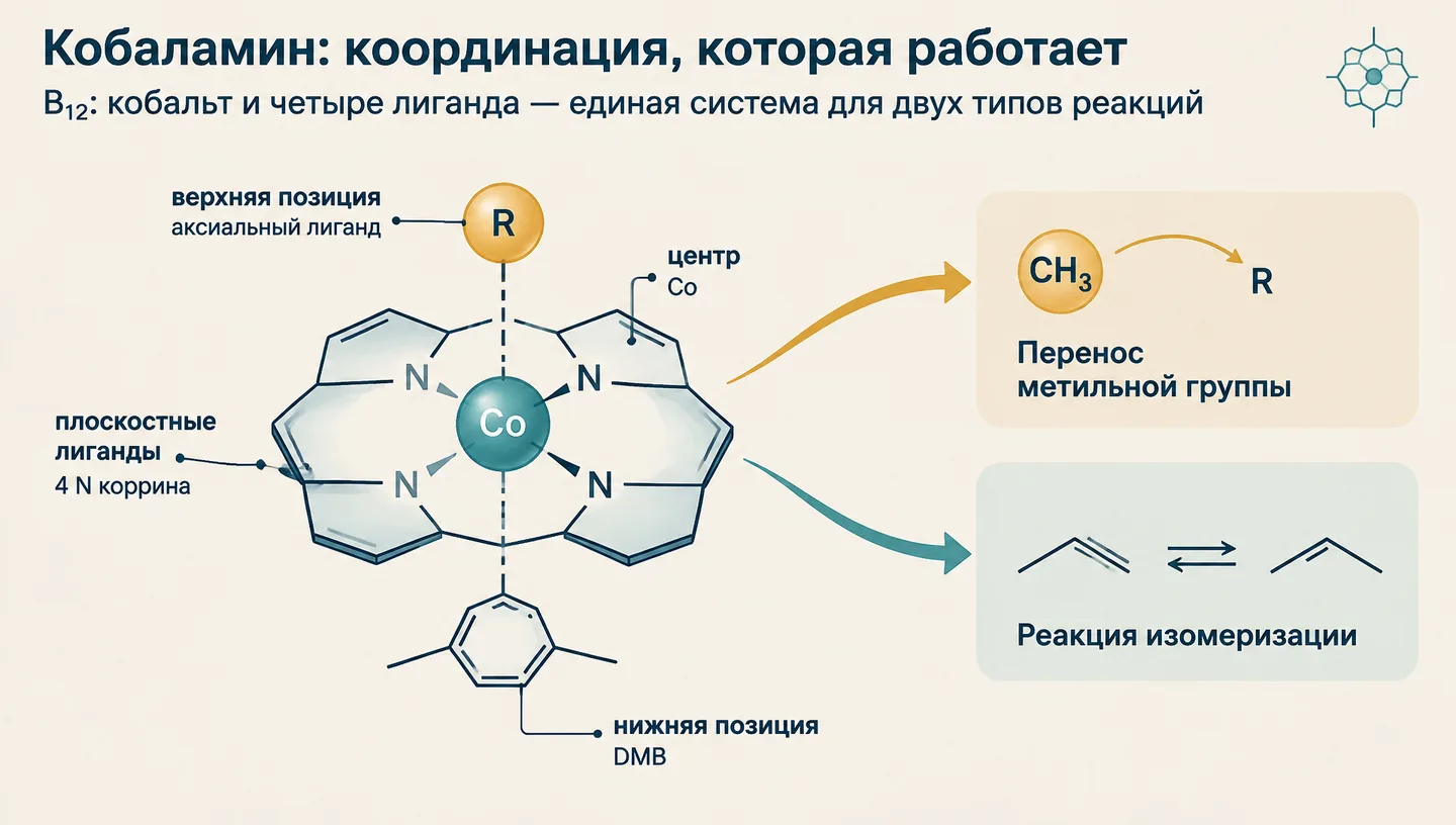 Первый слайд: Кобаламин: координация, которая работает