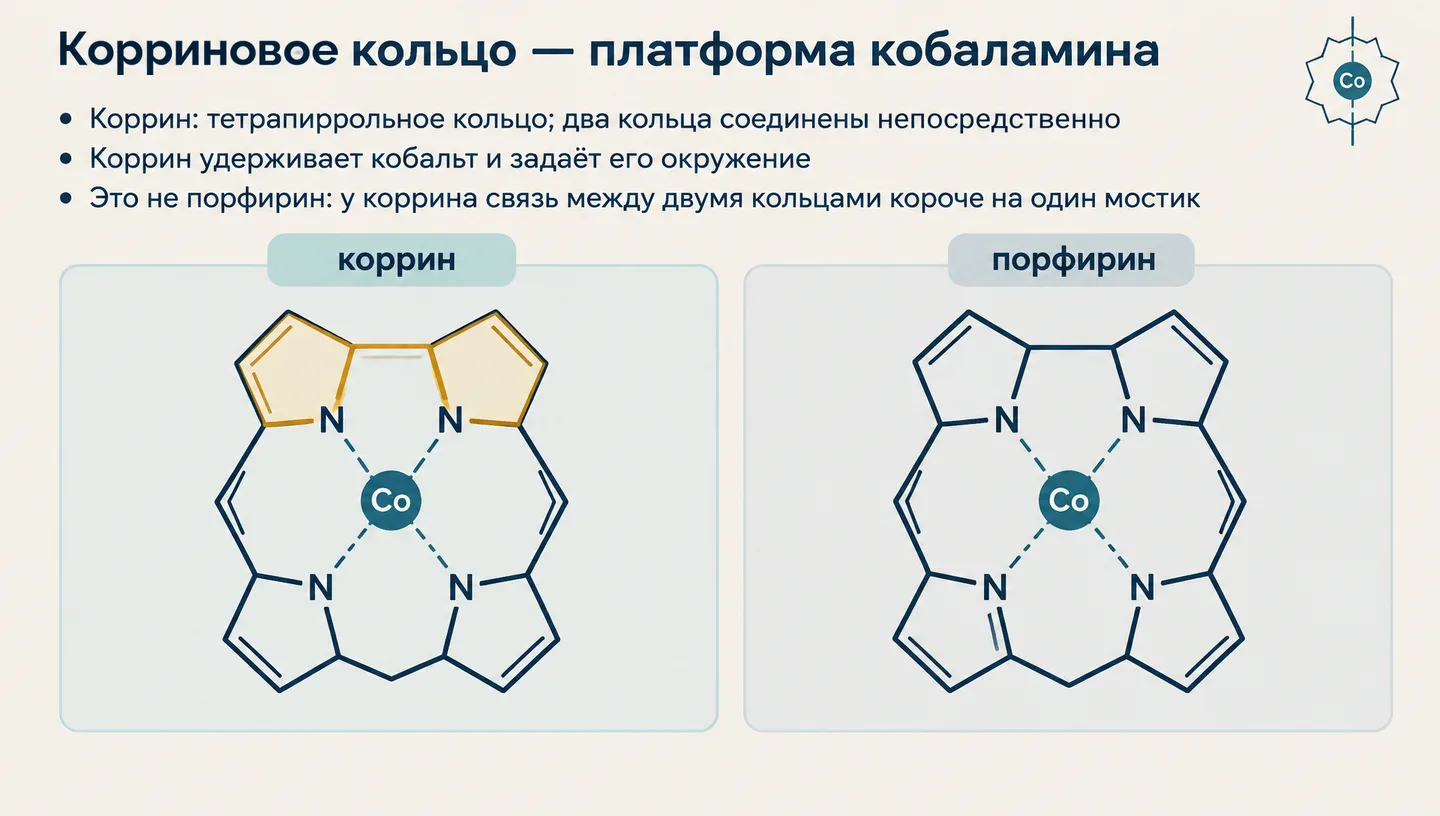 Корриновое кольцо — платформа кобаламина