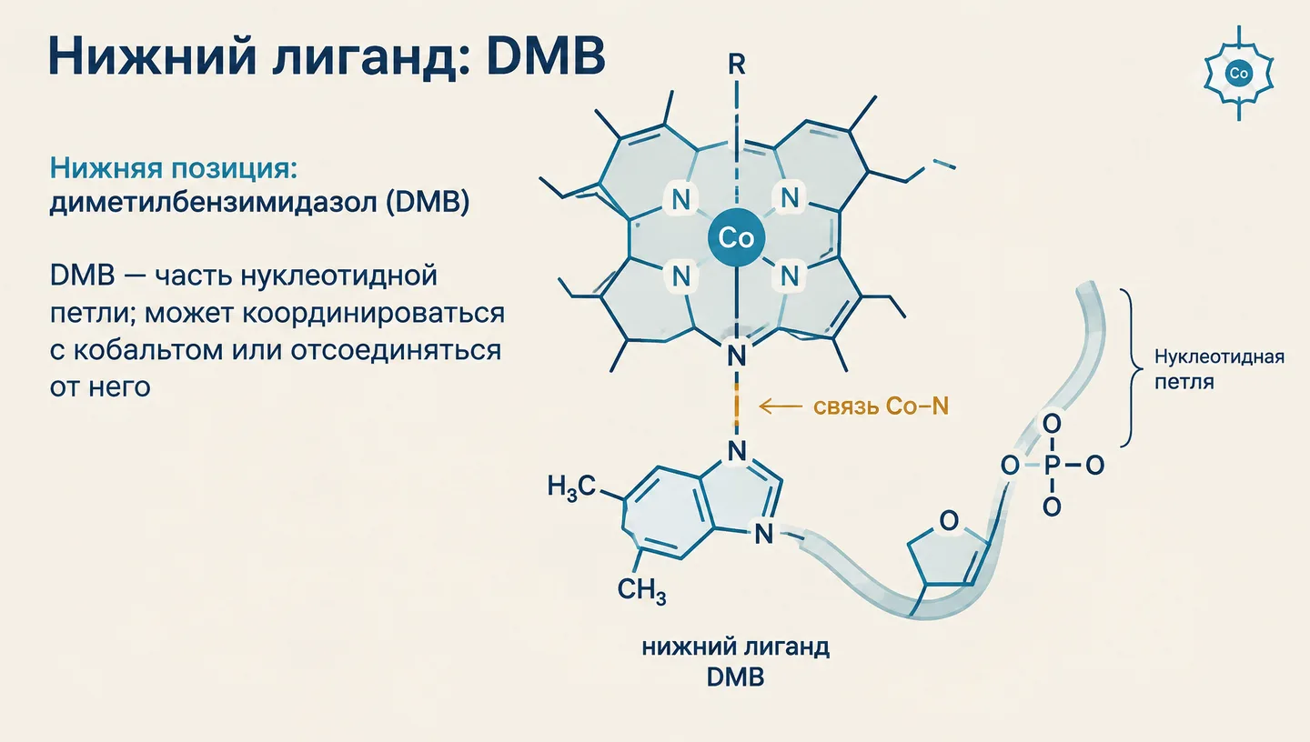 Нижний лиганд: DMB
