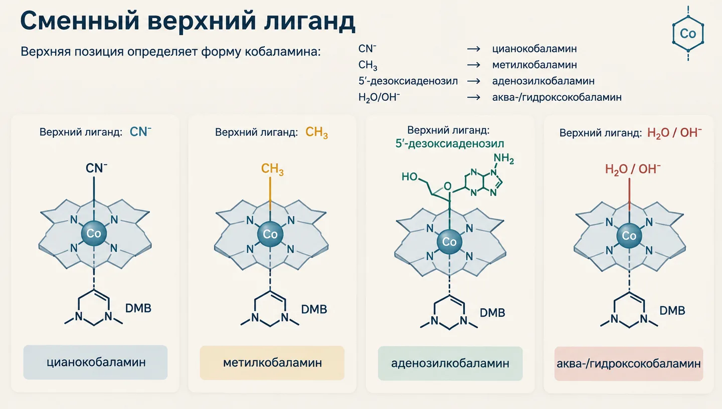 Сменный верхний лиганд