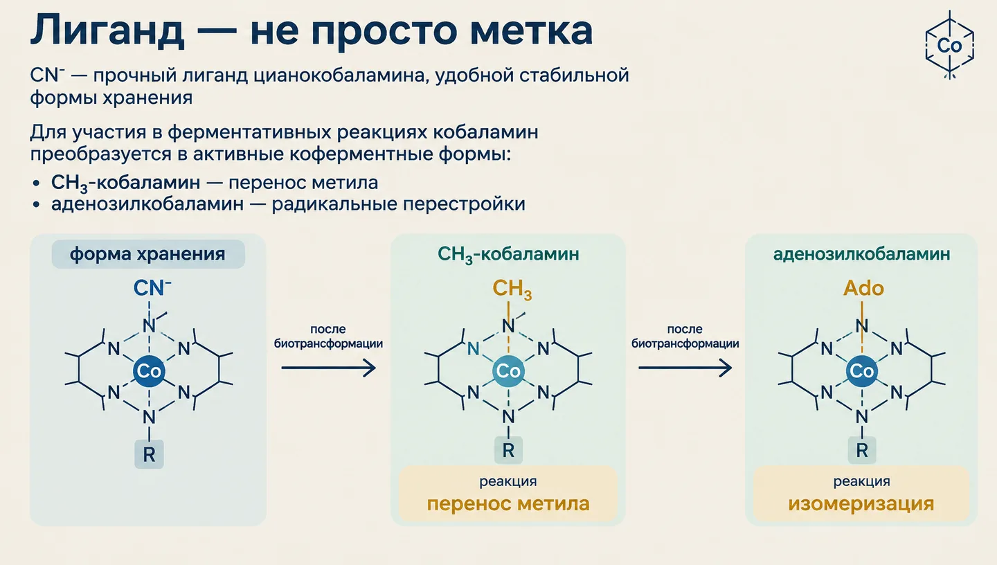 Лиганд — не просто метка
