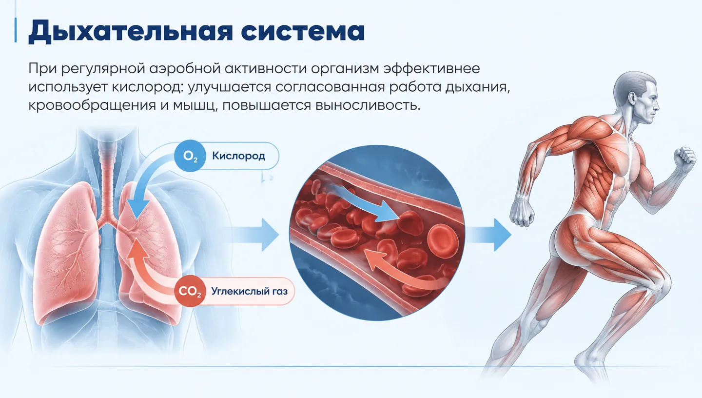 Дыхательная система