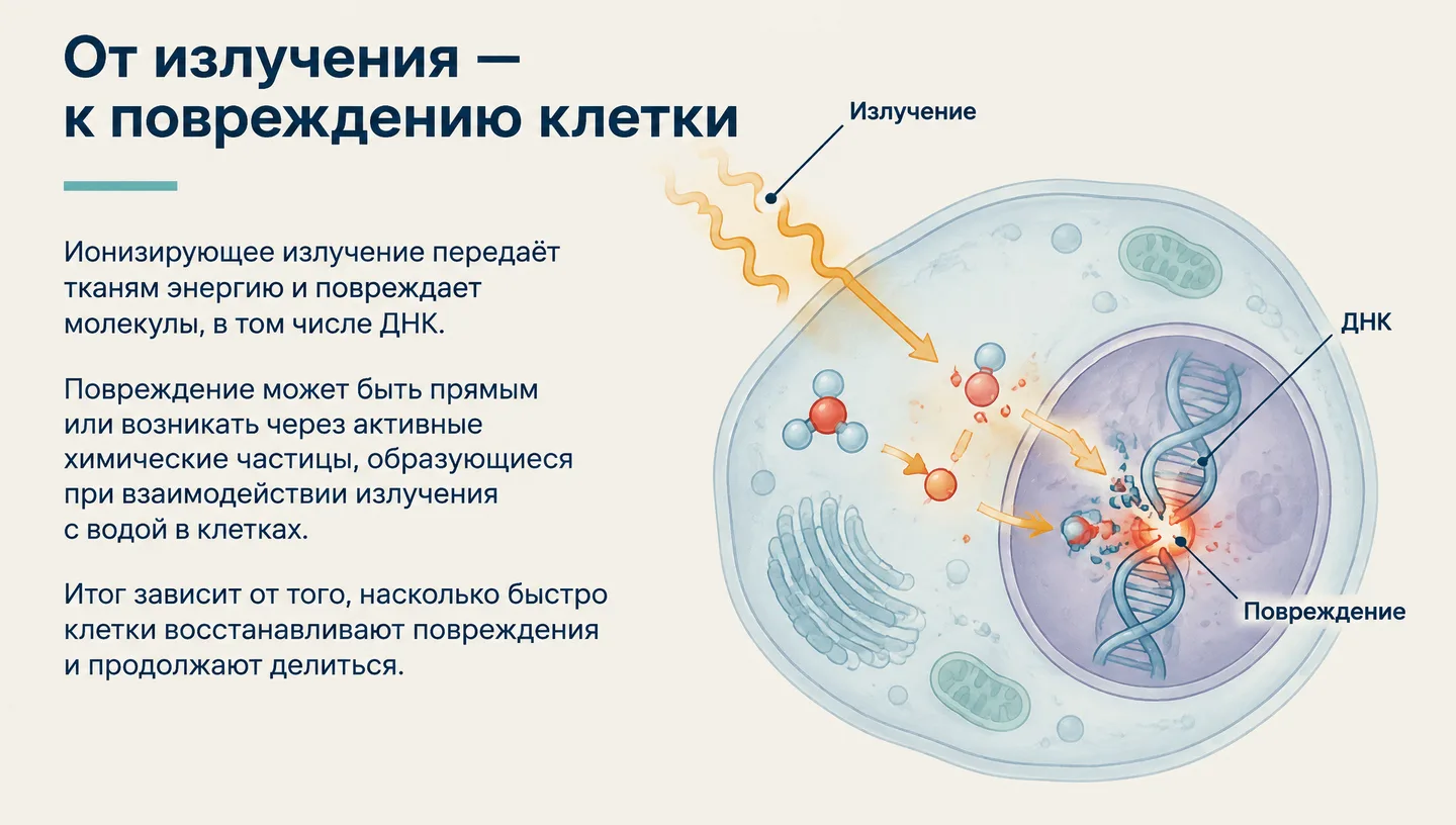 От излучения — к повреждению клетки
