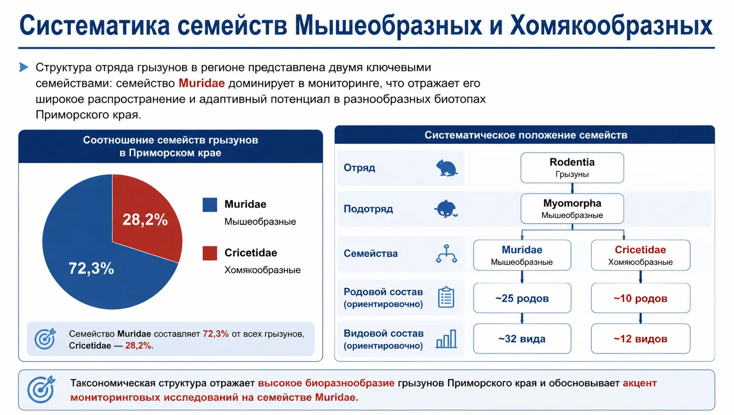 Систематика семейств Мышеобразных и Хомякообразных
