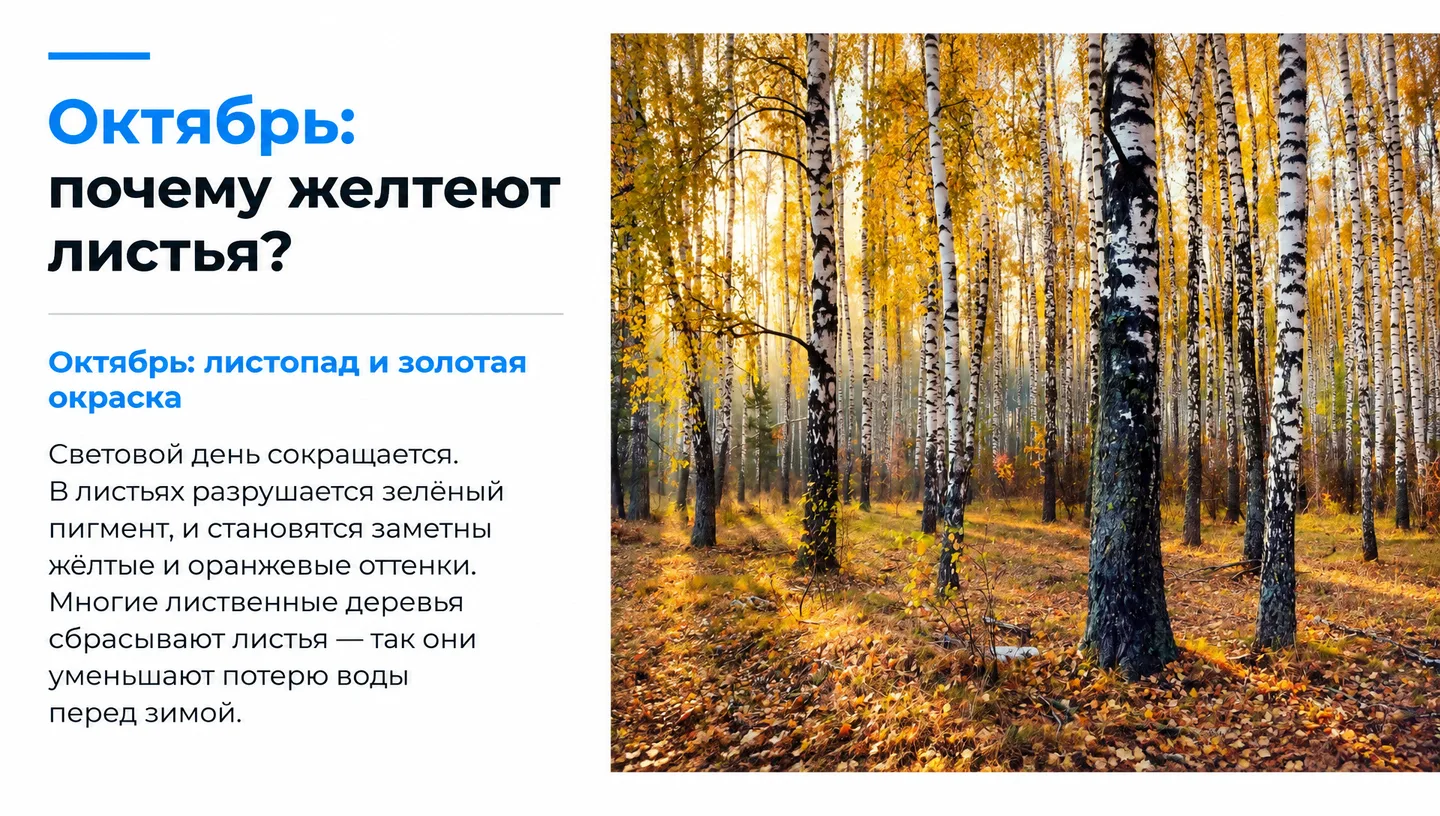 Октябрь: почему желтеют листья?