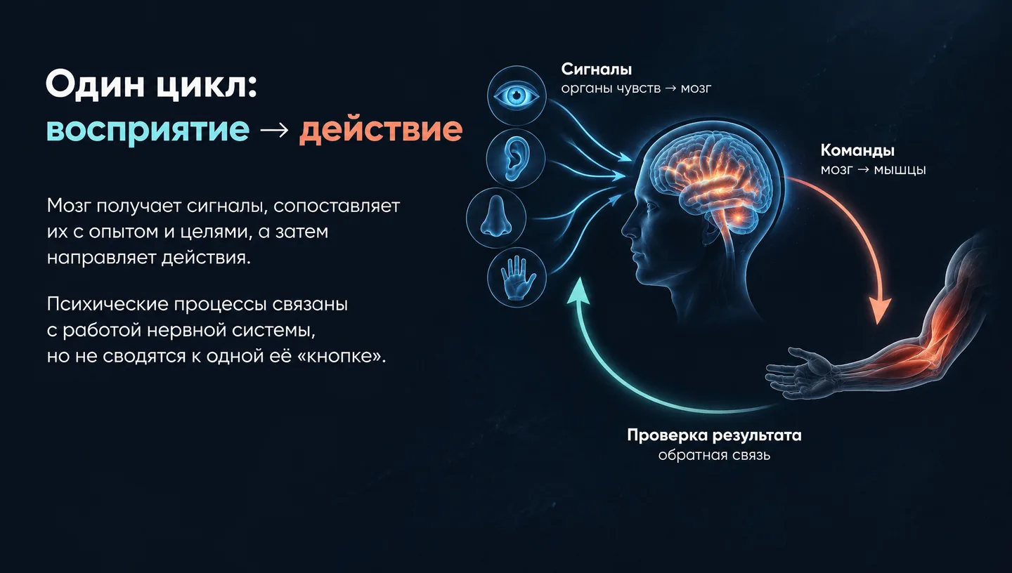 Один цикл: восприятие → действие