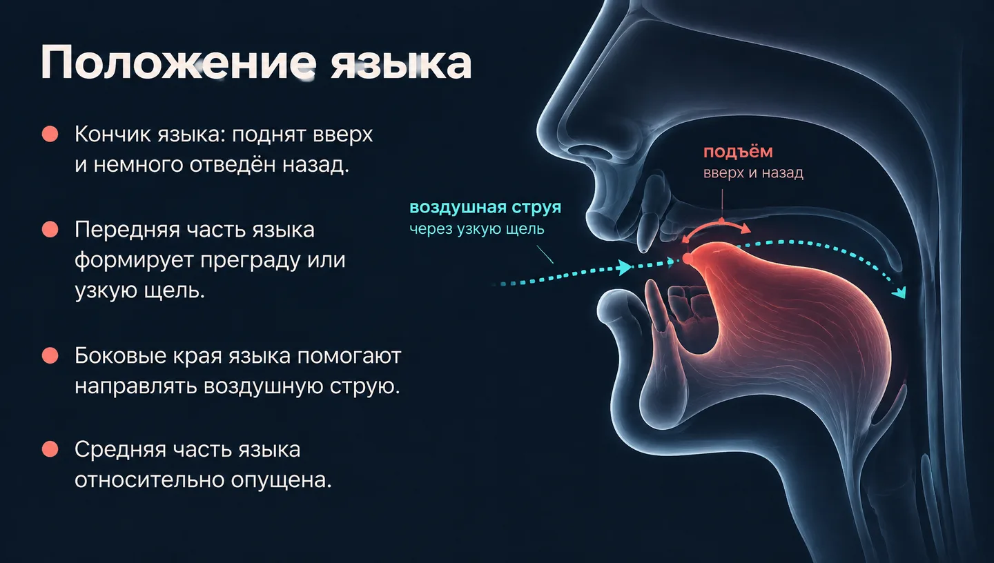 Положение языка