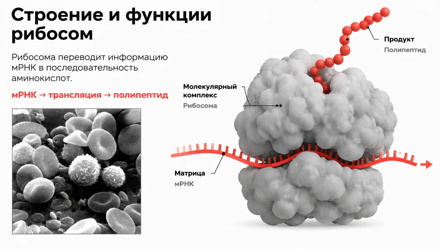 Первый слайд: Строение и функции рибосом