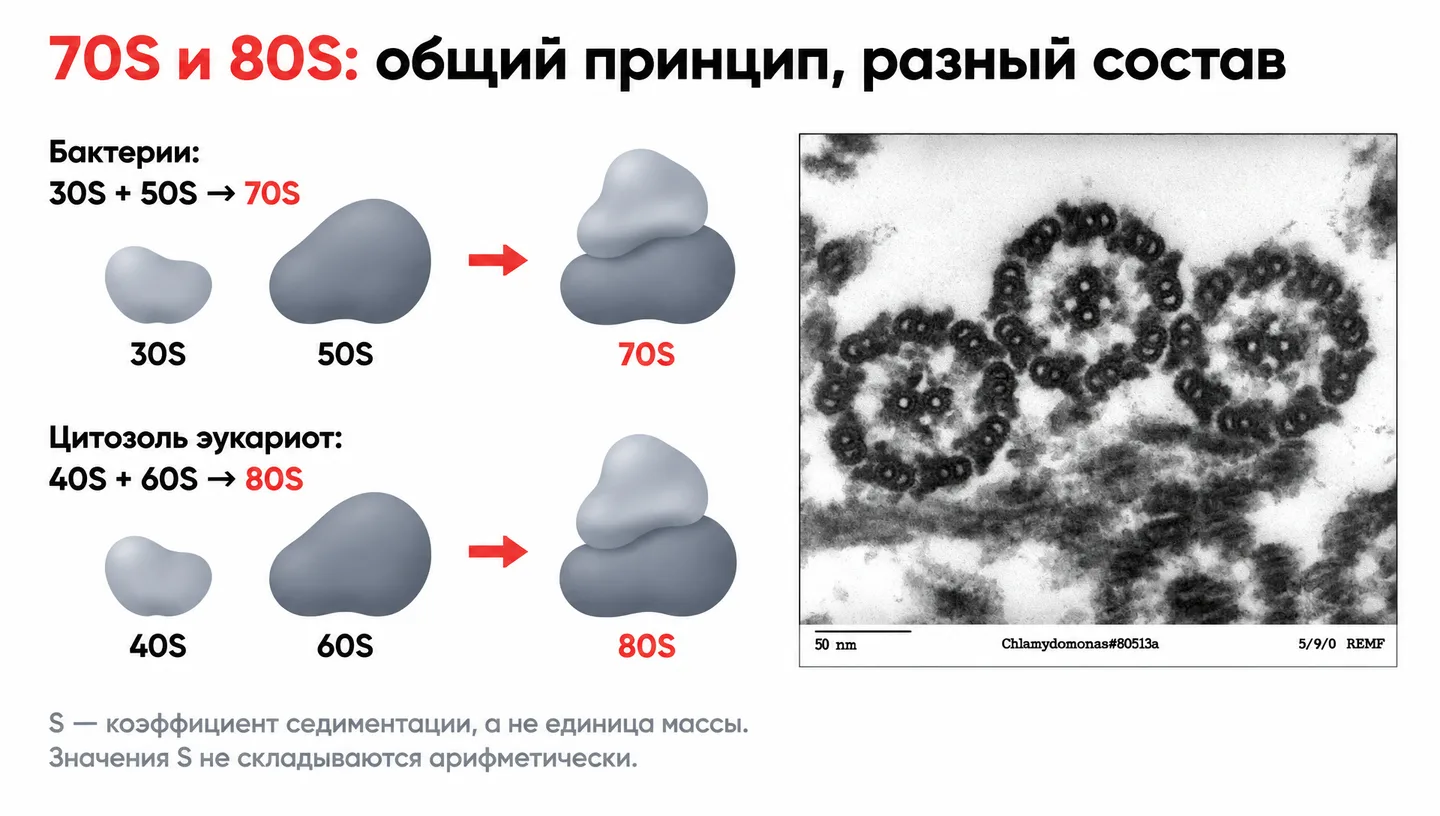 70S и 80S: общий принцип, разный состав
