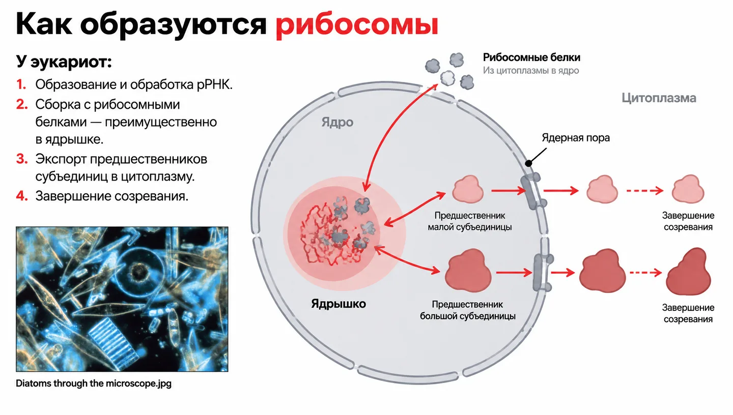 Как образуются рибосомы