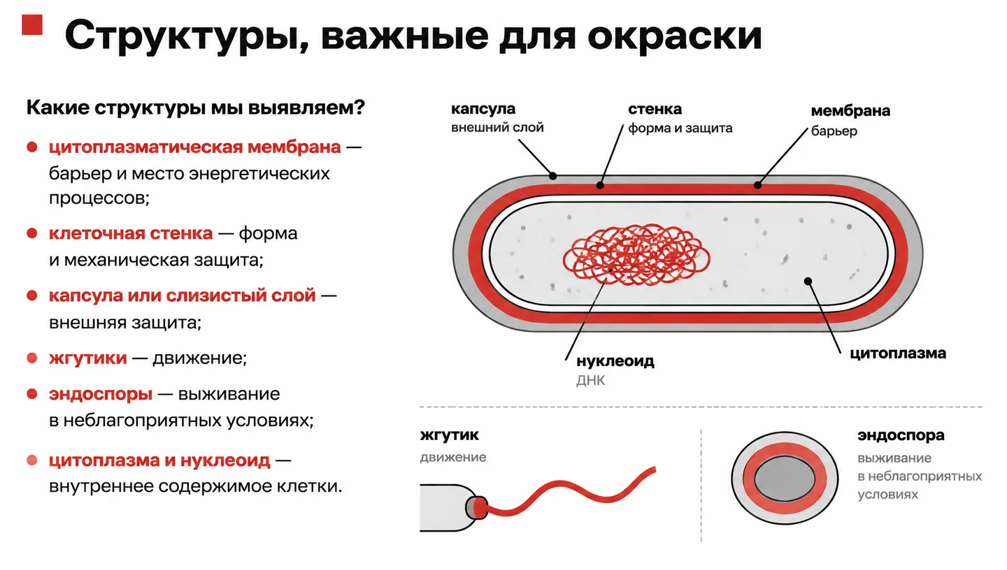 Структуры, важные для окраски