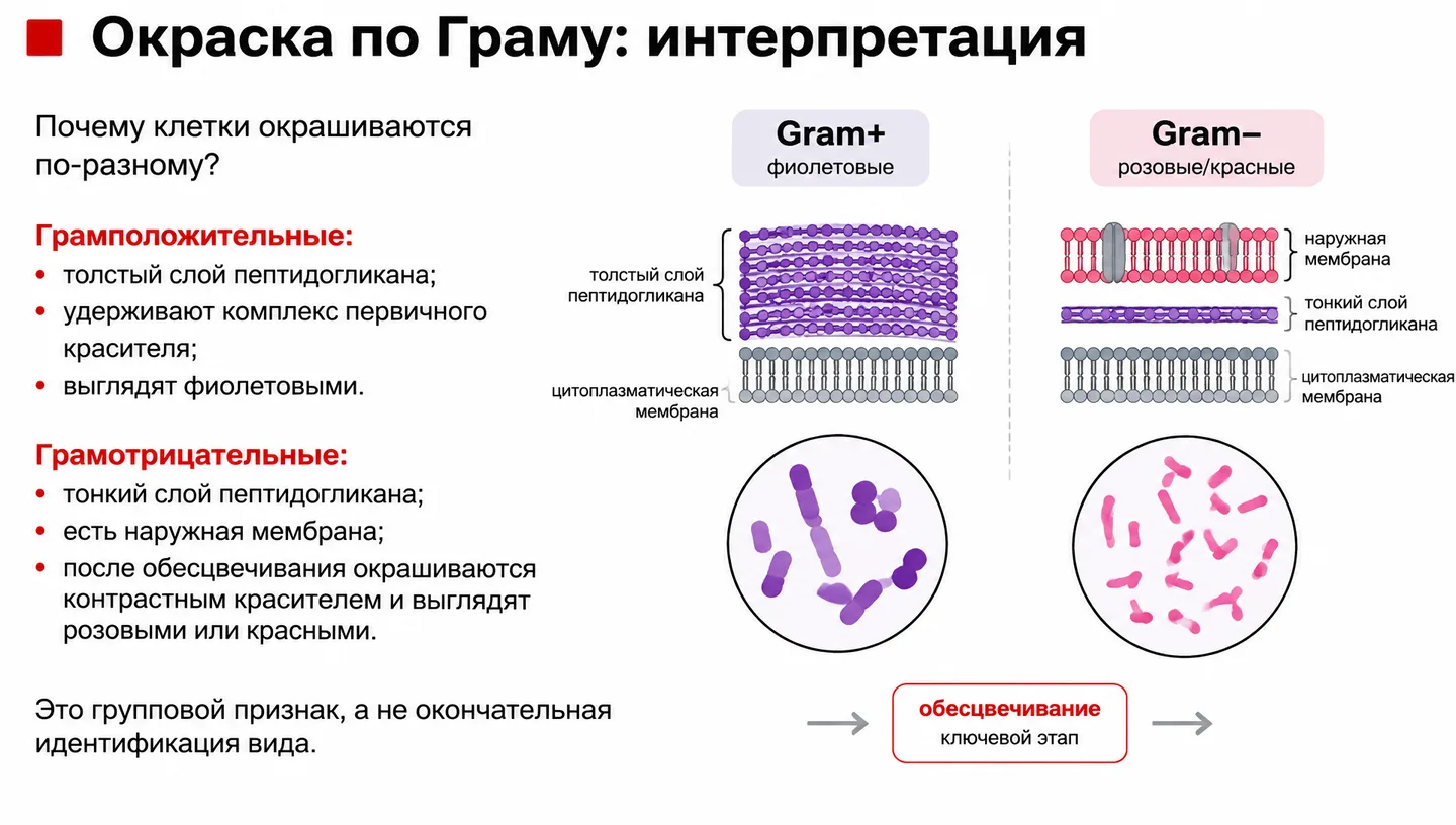 Окраска по Граму: интерпретация