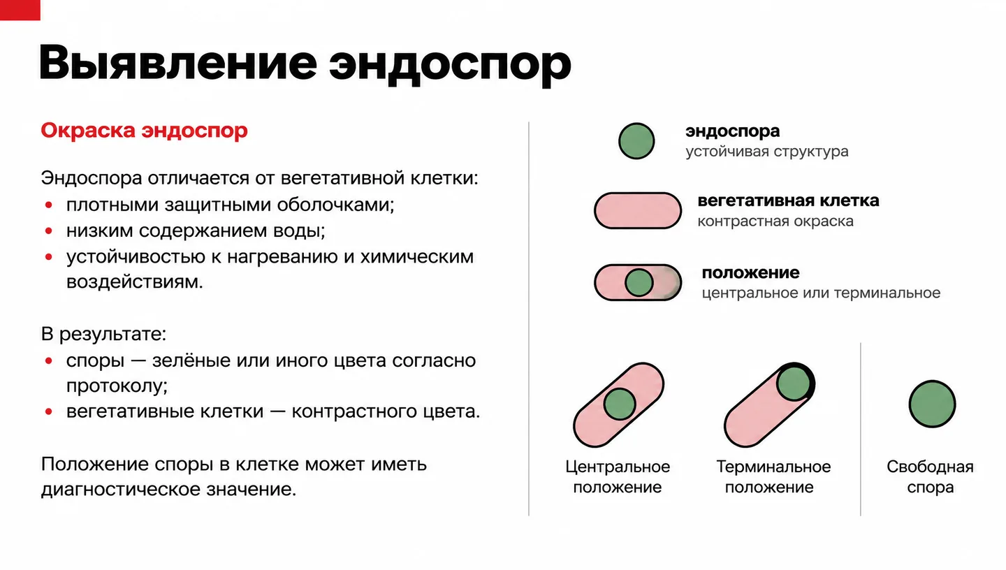 Выявление эндоспор