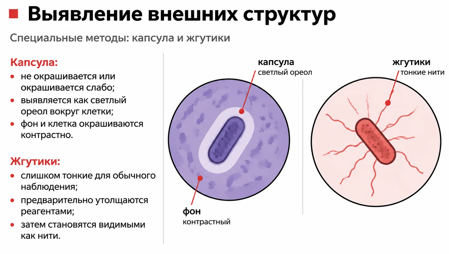 Выявление внешних структур