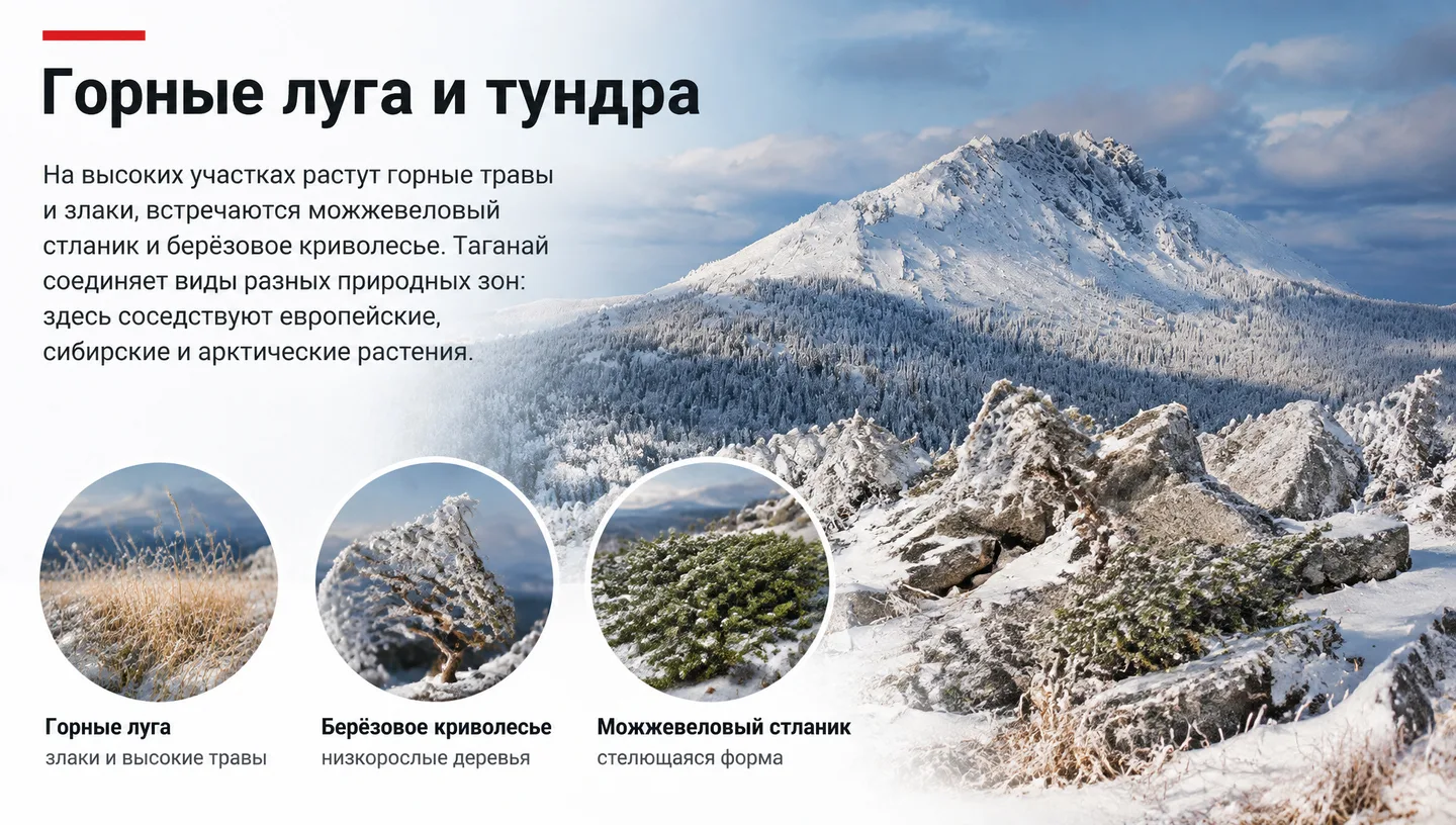 Горные луга и тундра