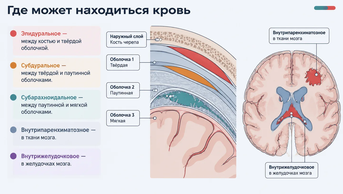Где может находиться кровь
