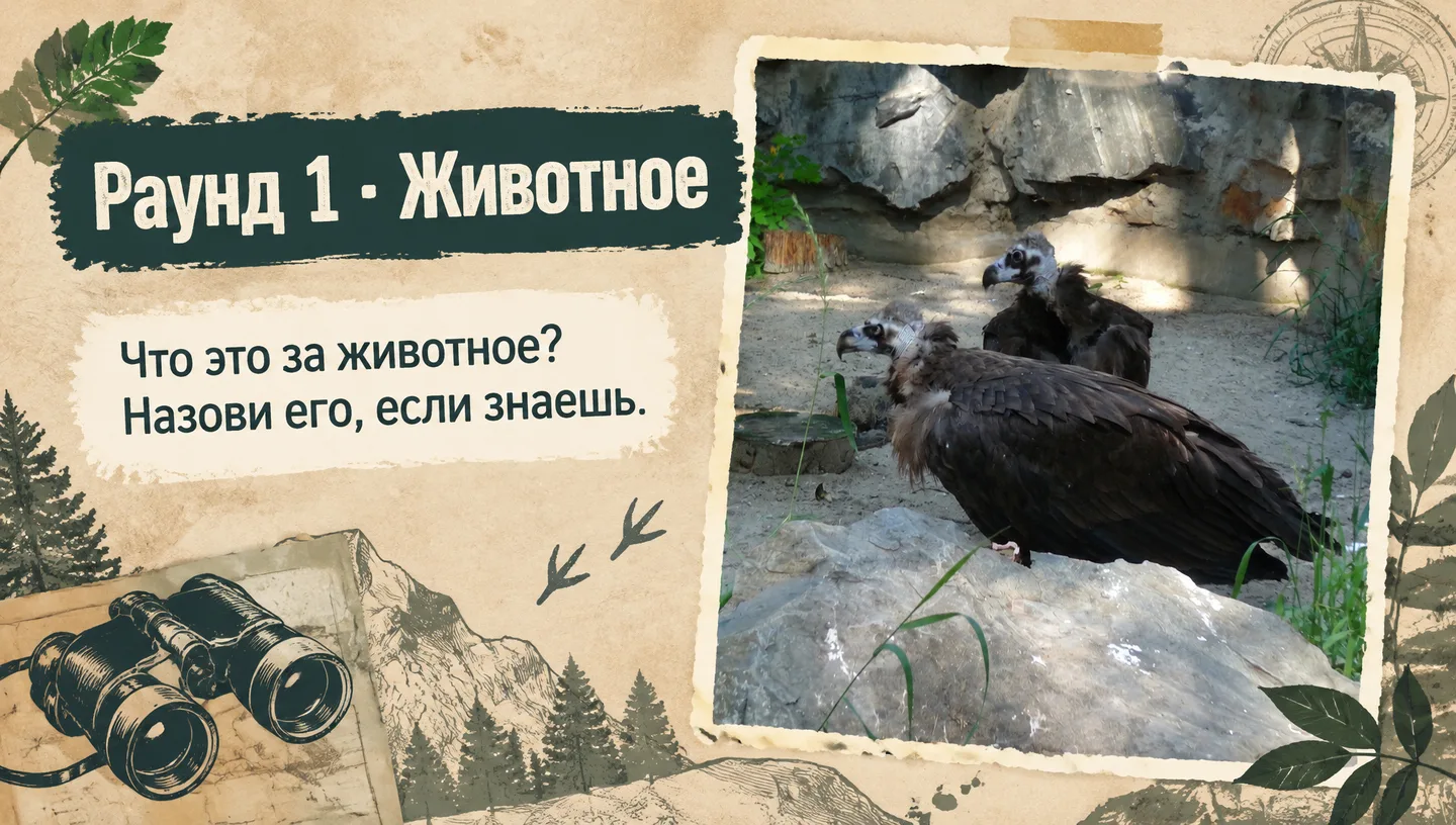 Раунд 1 · Животное