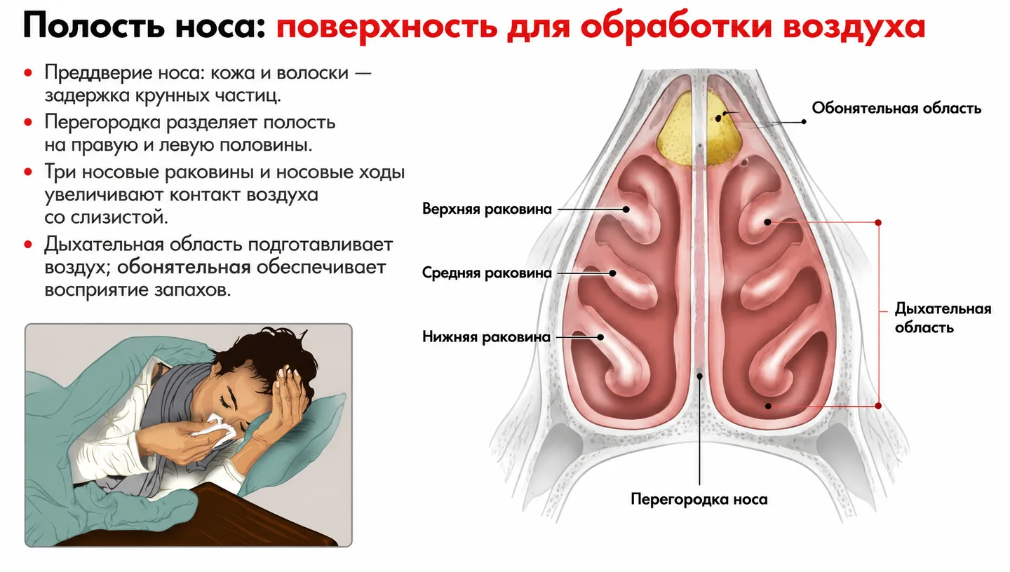 Полость носа: поверхность для обработки воздуха