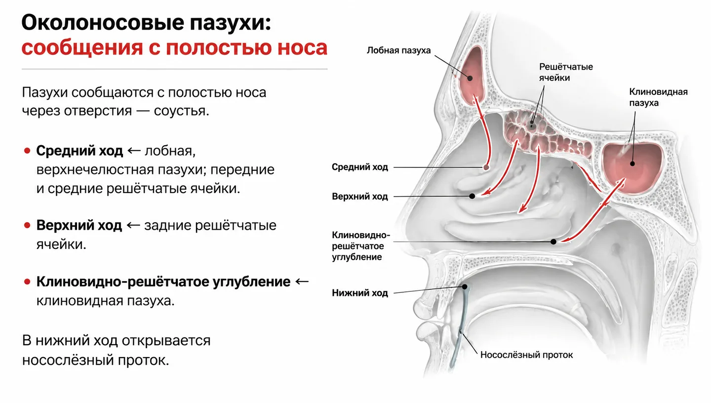 Околоносовые пазухи: сообщения с полостью носа