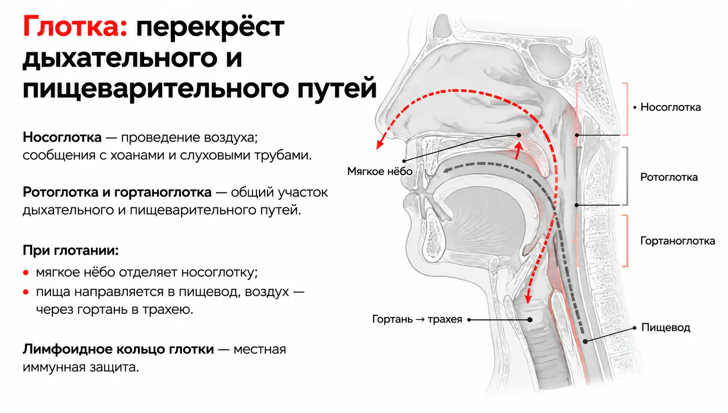 Глотка: перекрёст дыхательного и пищеварительного путей