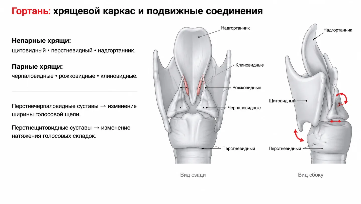 Гортань: хрящевой каркас и подвижные соединения