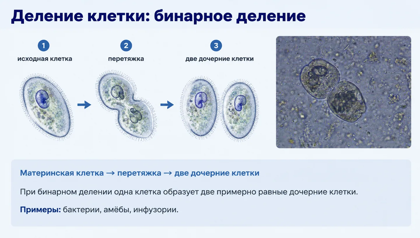 Деление клетки: бинарное деление