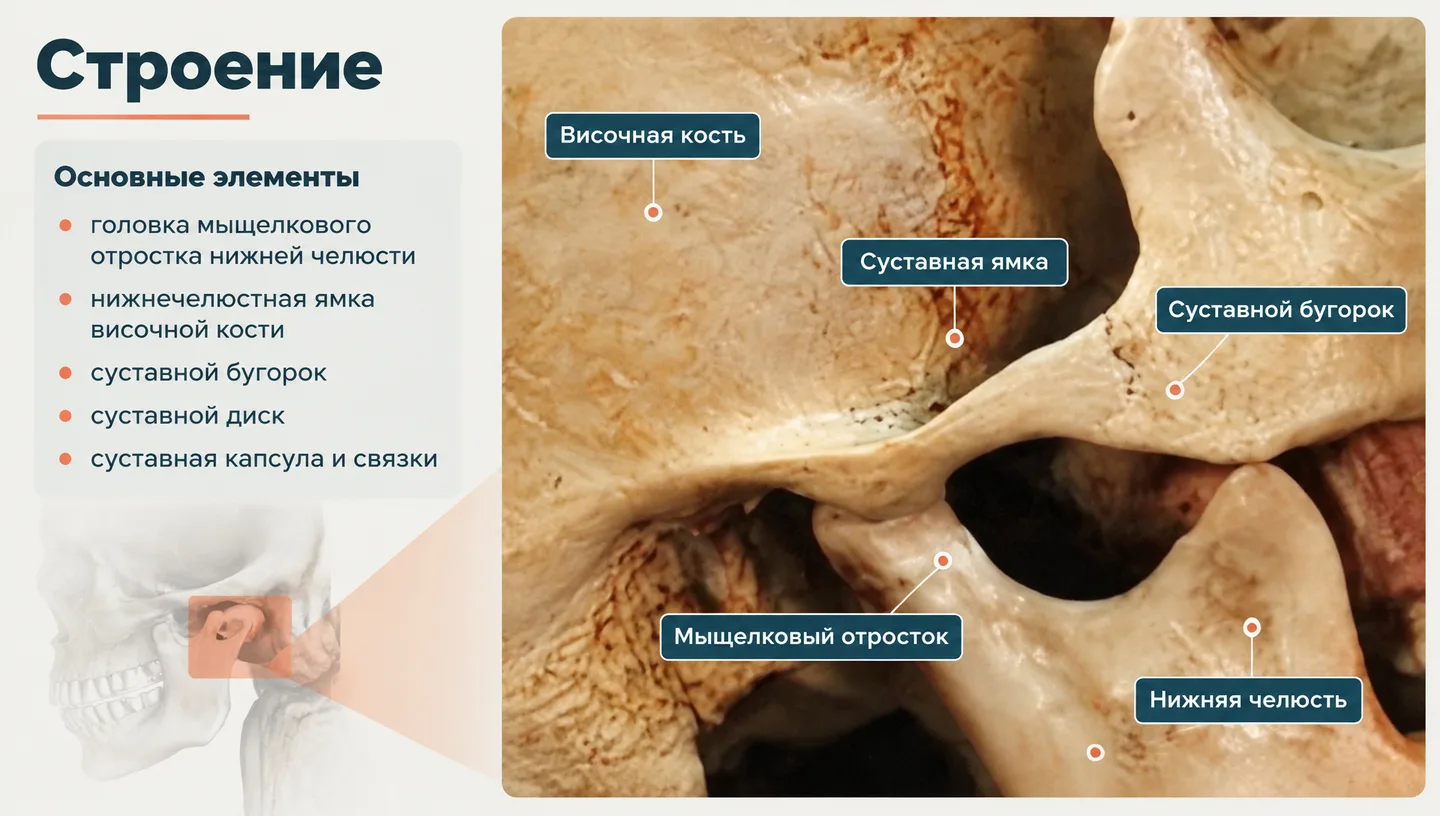 Строение