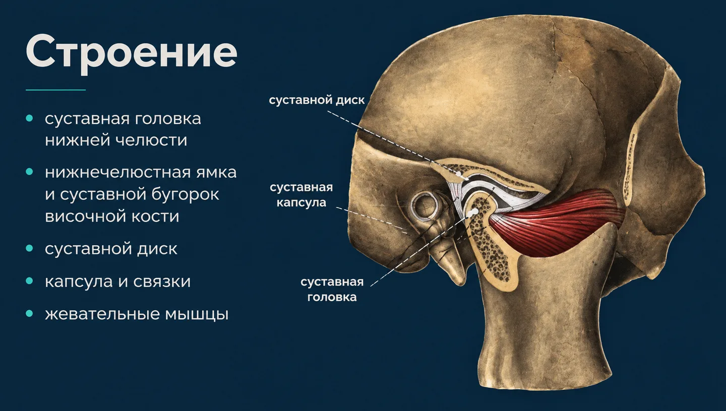 Строение