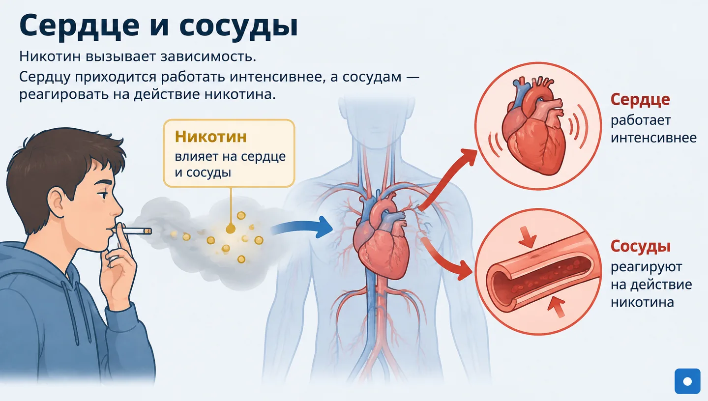 Сердце и сосуды