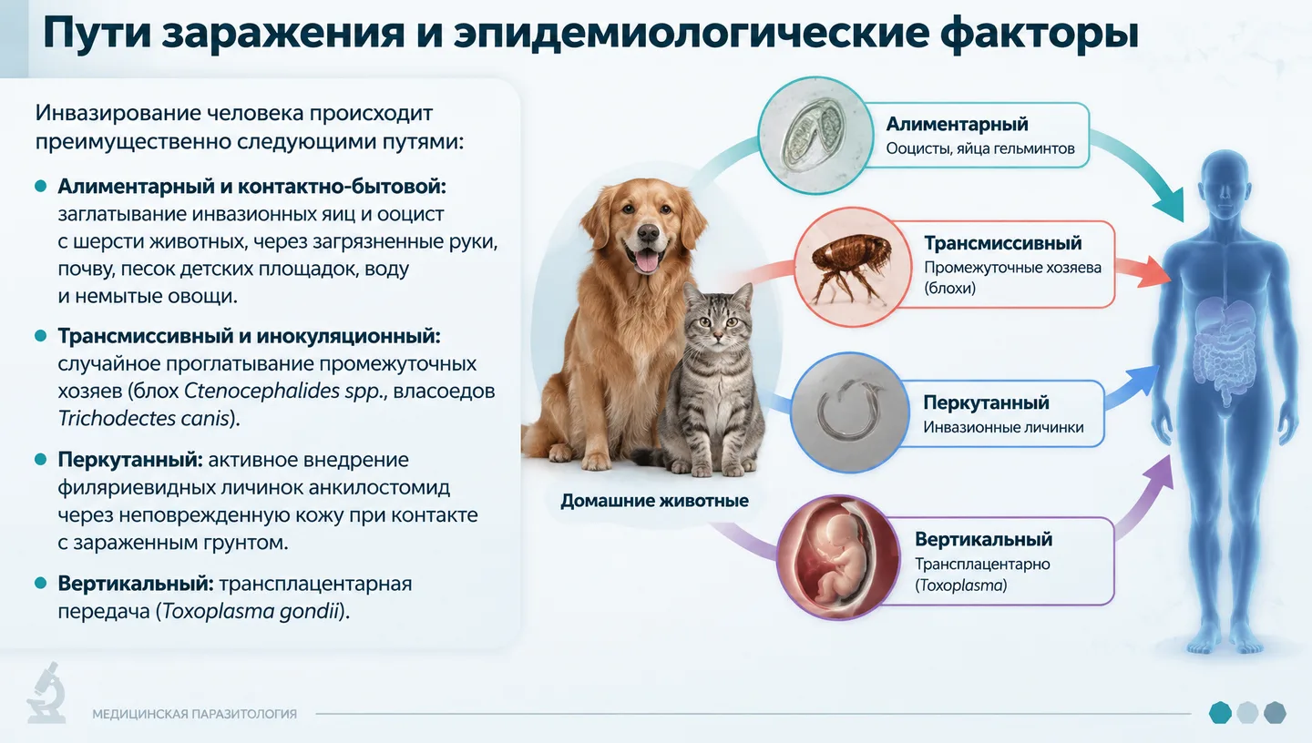 Пути заражения и эпидемиологические факторы